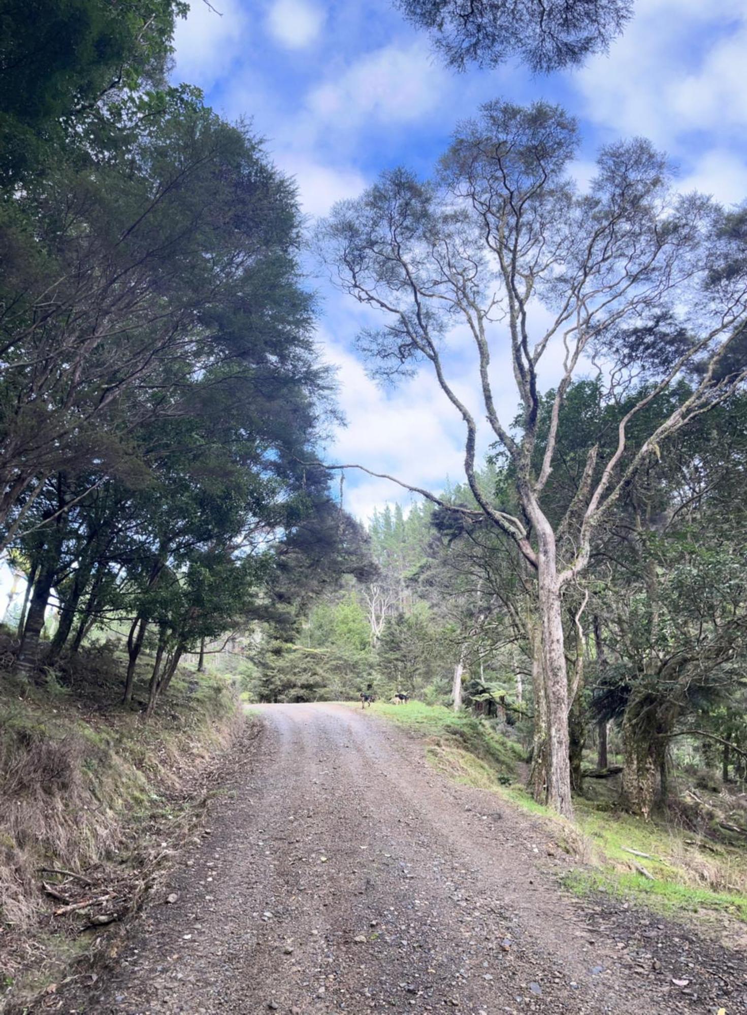 White Star Station Farm Holiday Park Coromandel المظهر الخارجي الصورة